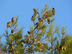 Resting on migration