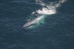 Photograph blue whale near surface with throat bulging
