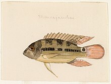 A 19th century watercolor painting of a pale flag cichlid.