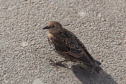 Juvenile moulting