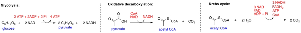 Glycolysis, Oxidative Decarboxylation of Pyruvate, and Tricarboxylic Acid (TCA) Cycle