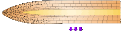 [this image is incorrect! the high auxin is always on the opposite side of the tropic movement!