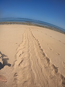 Returning tracks from a female green sea turtle