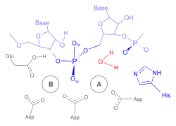 RNase H reaction mechanism