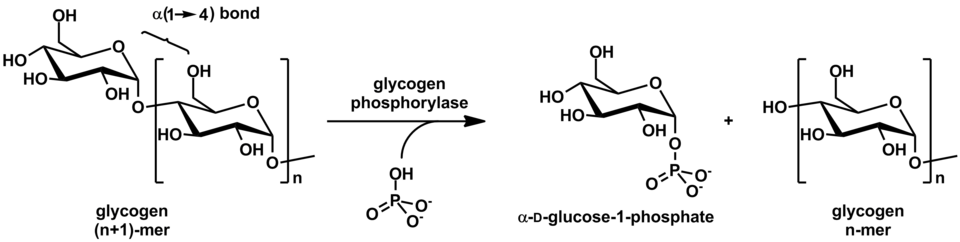 Action of glycogen phosphorylase on glycogen