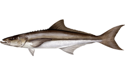 Cobia