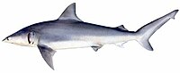 A finetooth shark