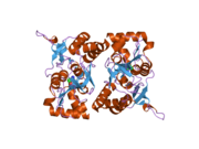 2i0c: Crystal structure of the GluR6 ligand binding core dimer crosslinked by disulfide bonds between Y490C and L752C at 2.25 Angstroms Resolution