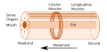 Image 17Idealised nephrozoan body plan. With an elongated body and a direction of movement the animal has head and tail ends. Sense organs and mouth form the basis of the head. Opposed circular and longitudinal muscles enable peristaltic motion. (from Animal)