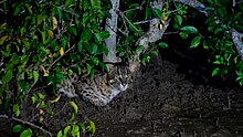 A fishing sighted in the Godavari mangroves laying near a muddy area during nighttime. Green leaves can also be seen surrounding the animal.