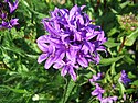 Clustered bellflower