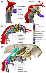 Thumbnail for Pharyngeal arch