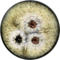 Aspergillus labruscus growing on CYA plate