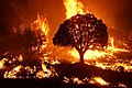 Image 15Wildfire burning in the Kaibab National Forest, Arizona, United States, in 2020. The Mangum Fire burned more than 70,000 acres (280 km2) of forest. (from Wildfire)