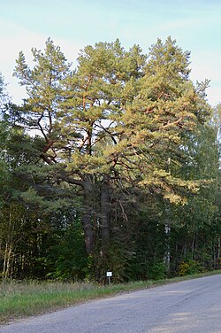 Koobaskõsõ pine in Kornitsa