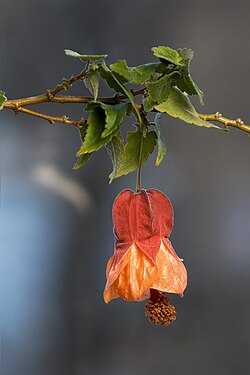 Abutilon × hybridum flower