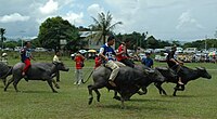 Water buffalo racing at Babulang 2006