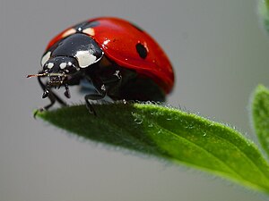 Ladybird