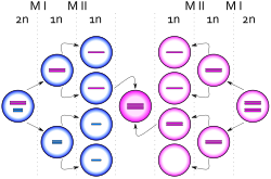 Egg cells dividing, one ending up with an extra copy of the X chromosome, producing a zygote with an extra X