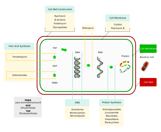 Molecular targets of antibiotics on the bacteria cell