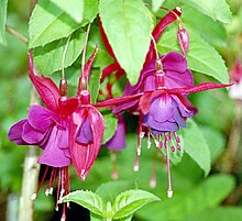 Flowers of the fuchsia plant