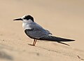 S. a. albifrons in winter plumage, Kannur, Kerala, India