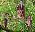 Snake's-head fritillary