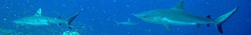 Gray reef sharks over reef near Jarvis Island.