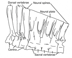 Vertebrae