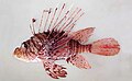 Pterois_andover