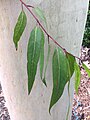 Adult leaves