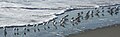 A flock displaying their distinctive behavior of running with the ebb and flow of waves (while feeding). Willapa Bay, near Tokeland, Washington.