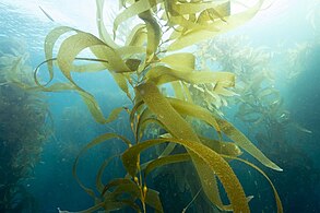 Giant kelp, a brown algae, is not a true plant, yet it is multicellular and can grow to 50 m.