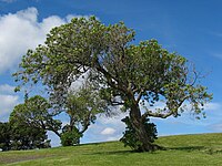 For comparison, the same tree photographed using the visible part of the spectrum