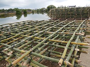 Bamboo raft used for mussel breeding and propagation (Abucay, Bataan, Philippines)