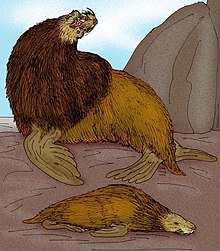 Artist's Reconstruction of the extinct otariid Thalassoleon mexicanus