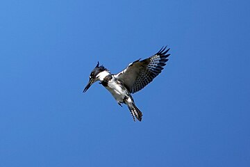 Belted kingfisher