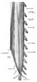 A longer view of the spinal cord.