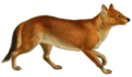 Aelurodon