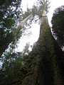 Image 5Eucalyptus regnans forest in Tasmania, Australia (from Old-growth forest)