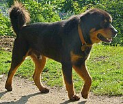 2._Himalayan_sheep_dog