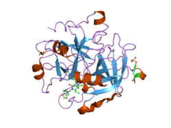 1ypj: Thrombin Inhibitor Complex