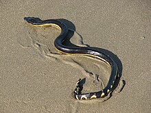 Yellow-bellied sea snake (Hydrophis platurus) on a Costa Rica beach