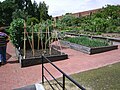 ABC - Peter Cundall's vegetable patch, in the Hobart botanical gardens, 27 October 2016