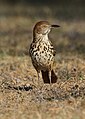 Whiskers of the brown thrasher near the head.