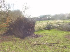 Windthrown tree in Wythenshawe Park, Manchester, England