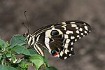 Papilio demodocus