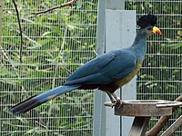 Captive specimen at San Diego Zoo, California