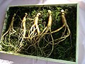 Wild Korean ginseng (P. ginseng)