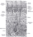 A diagrammatic sectional view of the skin (magnified).